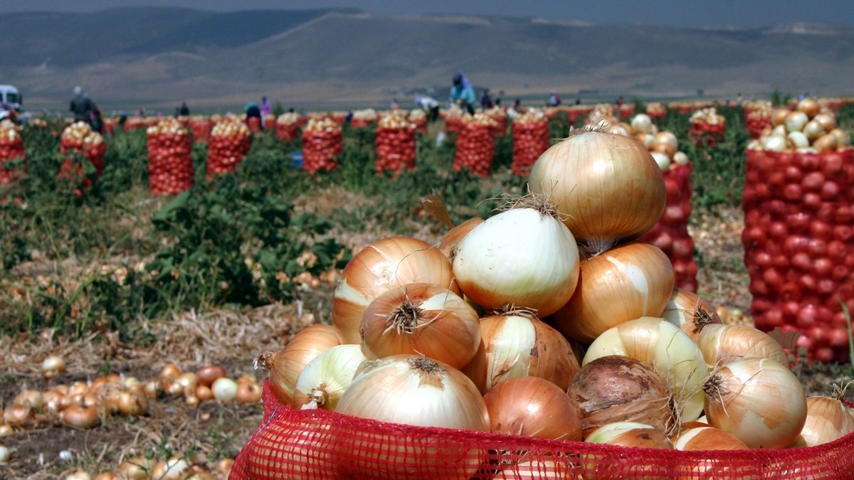 Üretici kazanamadı, tüketici ulaşamadı: Tarlada çok sofrada yok