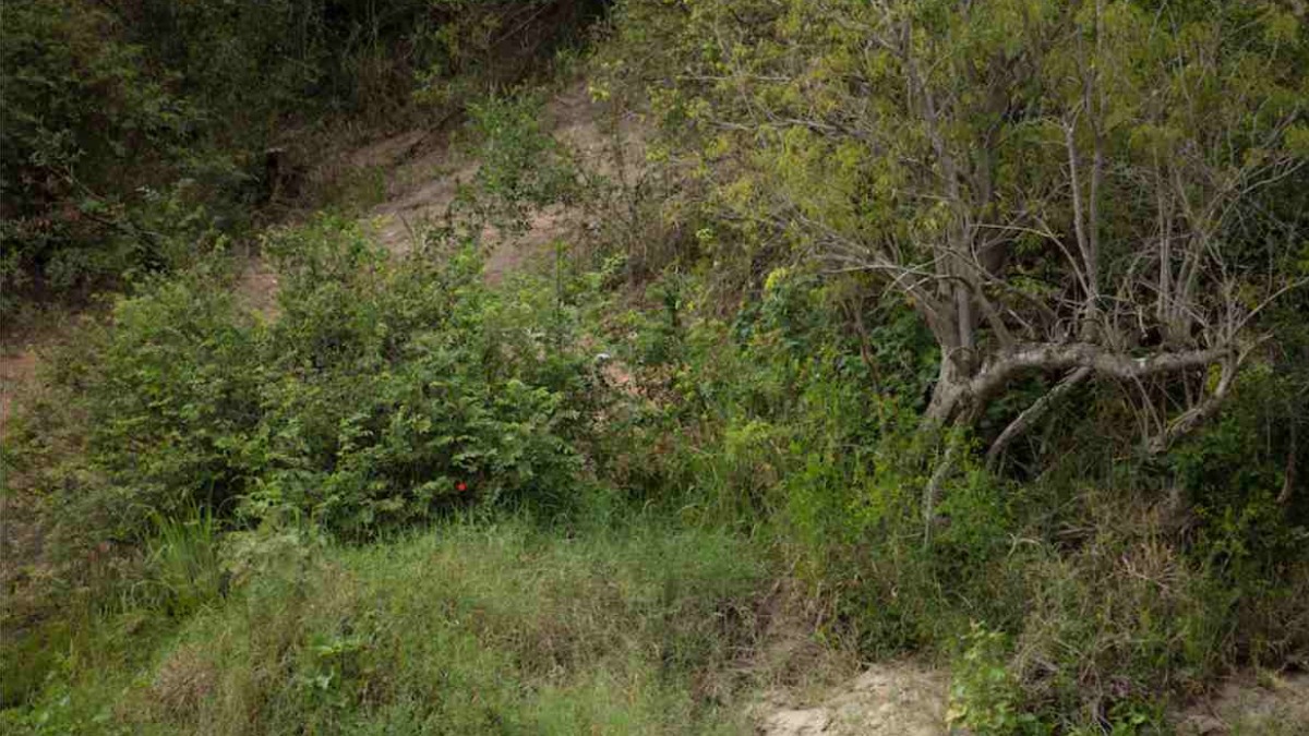 Resimdeki gizli leoparı kimse bulamıyor! Yalnızca üstün zekalı insanlar 6 saniyede leoparı bulabiliyor!