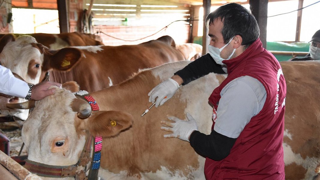 Şap hastalığı için 12 milyon doz aşı