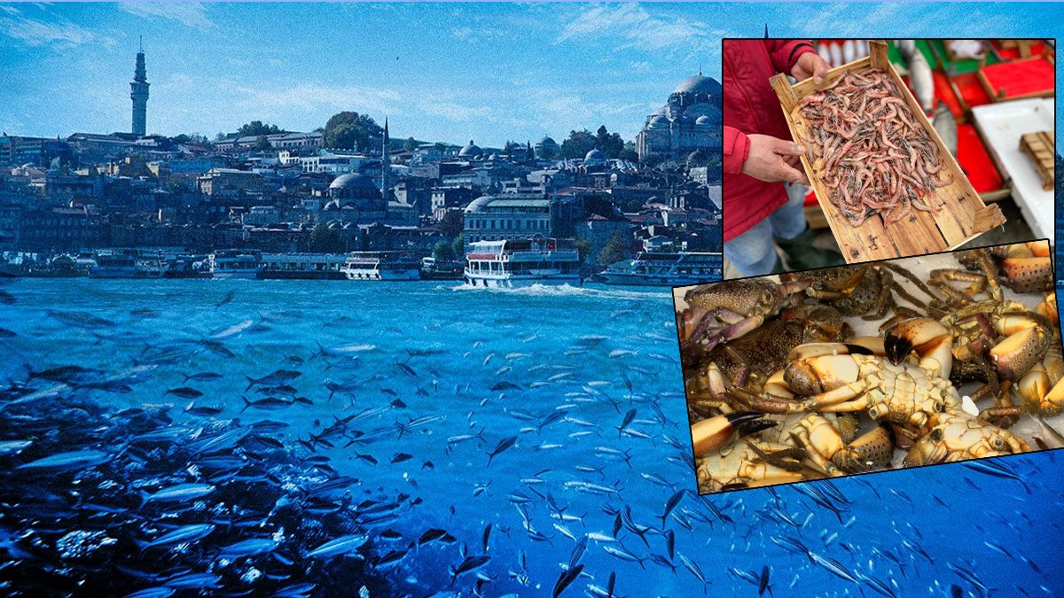 Marmara Denizi'nde 'yoklar' listesi uzuyor: Balıkları sadece fotoğraflarda göreceğiz