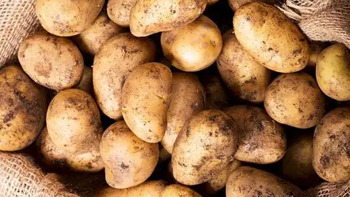 Patatesi sakın böyle tüketmeyin! Bu hata zehirlenmenize yol açabilir