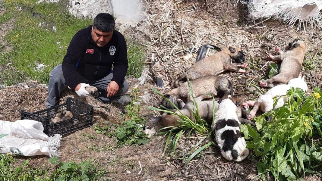 Vicdansızlar bunu da yaptı: 11 yavru köpeği çuvalda ölüme terk ettiler