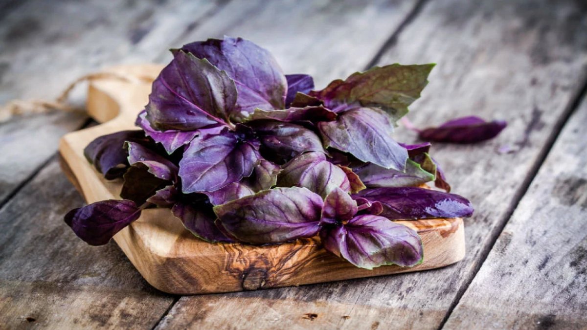 Reyhan Şerbeti Faydaları