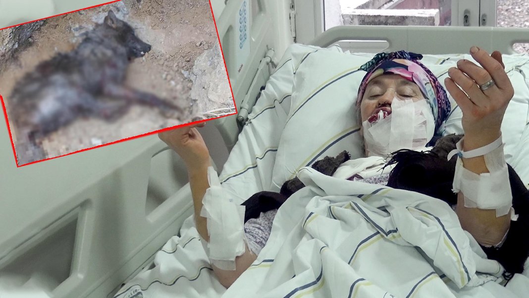 Kurt dehşet saçtı: Giriş çıkışları kapatılan bir mahalleye karantina