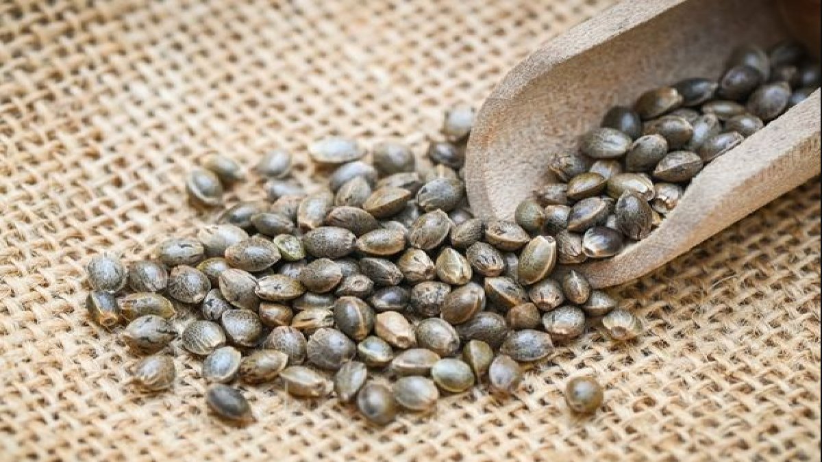 Hayıt Tohumu: Mucizevi Bir Bitki