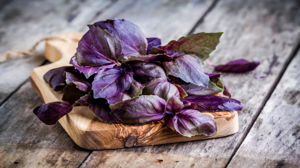 Reyhanın Faydaları: Sağlık ve Mutluluk Kaynağı