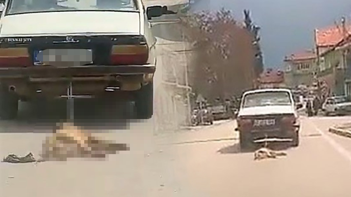 Köpeği kilometrelerce sürükleyerek öldürmüştü: Skandal savunmasıyla pes dedirtti