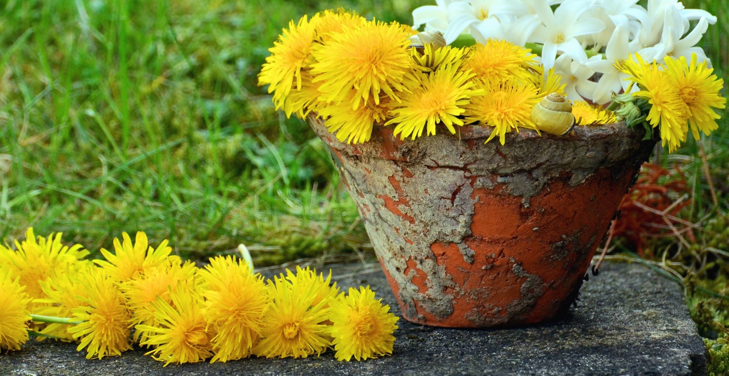Bu mucize besin kanser hücrelerini 2 günde yok ediyor! Uzmanlar üstüne basa basa öneriyor!