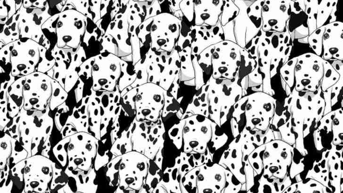 Resimde lekesi olmayan gizli bir köpek var! 9 saniyede bulanların IQ seviyesi en az 150 çıkıyor! Zekanı test et