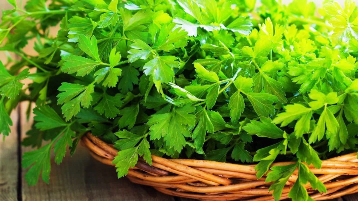 Sahurda maydanoz gündüz ağız kokusunu önlüyor