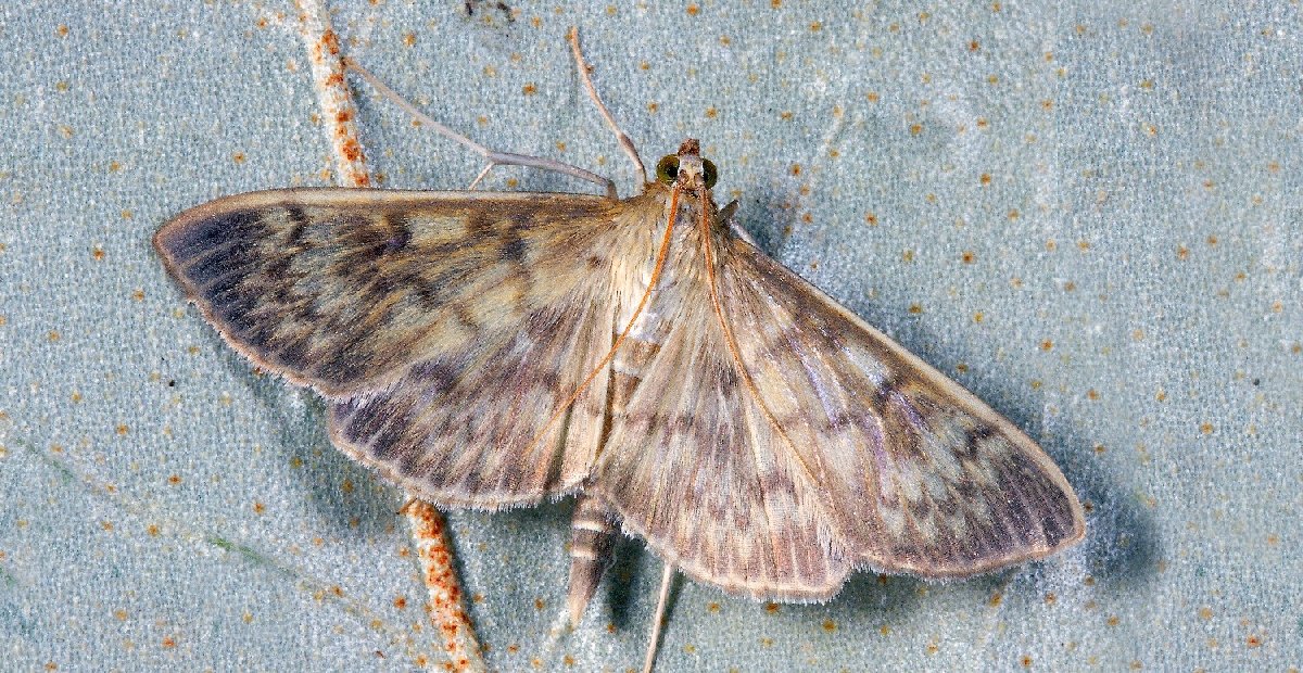 Evinizde bu belirtileri gördüyseniz güvelerle mücadeleye hazır olun! Evinizi güve basmış olabilir: Def etmenin bir yöntemi var!