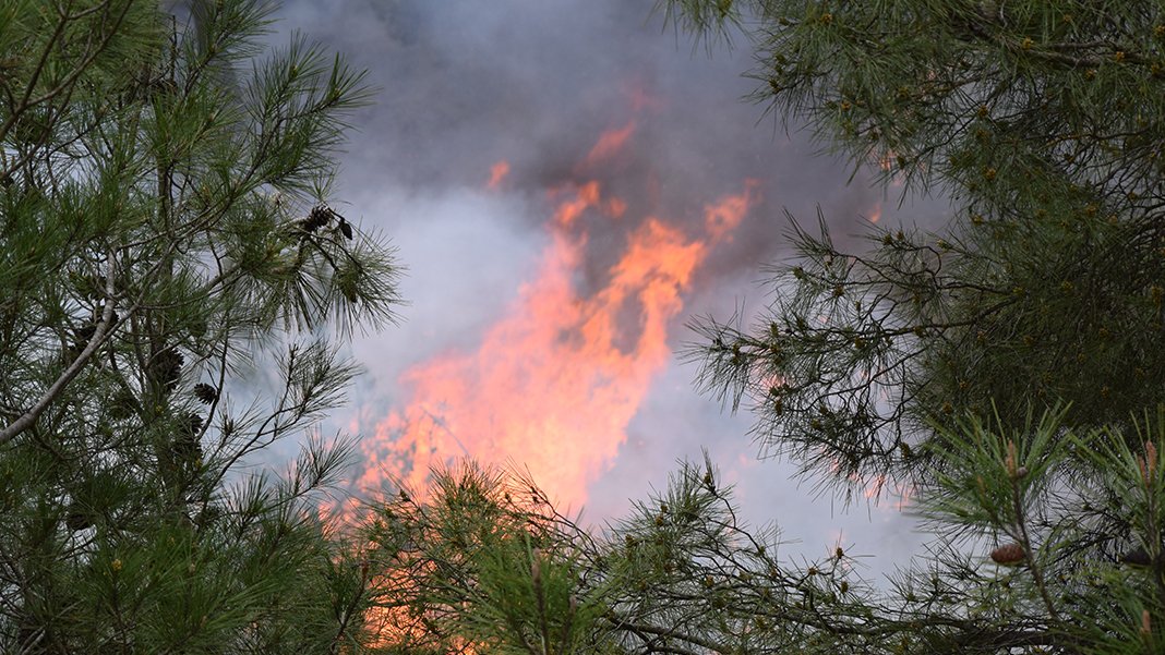 Bilecik'te orman yangını: Müdahale başladı