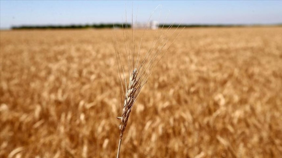 Ukrayna’dan gıda ithalatına bir yasak daha