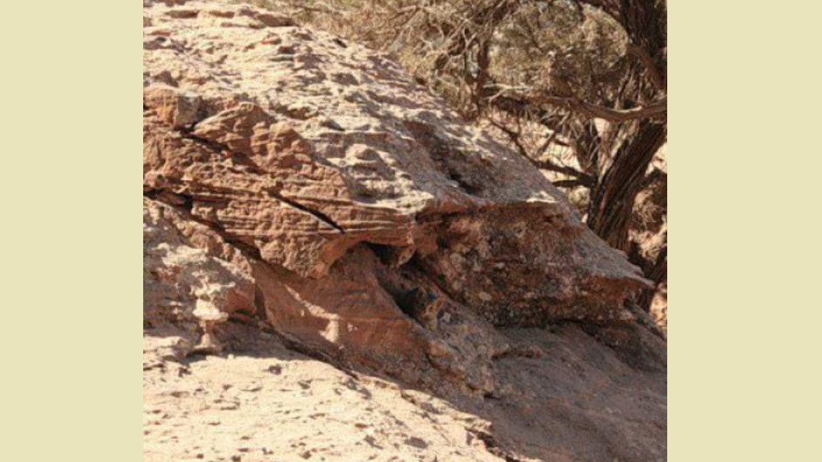 Kayaların arasındaki 2 gizli kediyi kimse bulamıyor! 10 saniyede bulanların IQ seviyesi en az 130 çıkıyor!