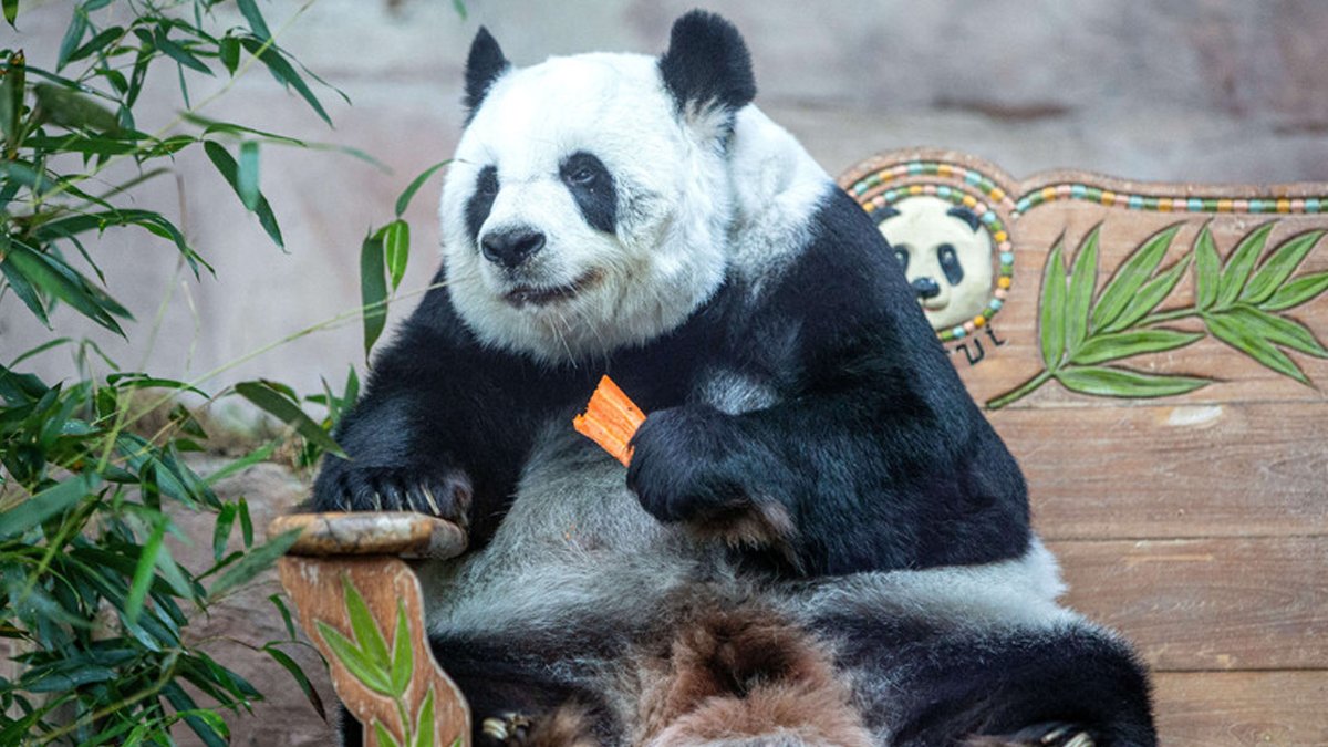 Komaya giren dev panda Lin Hui 22 yaşında öldü