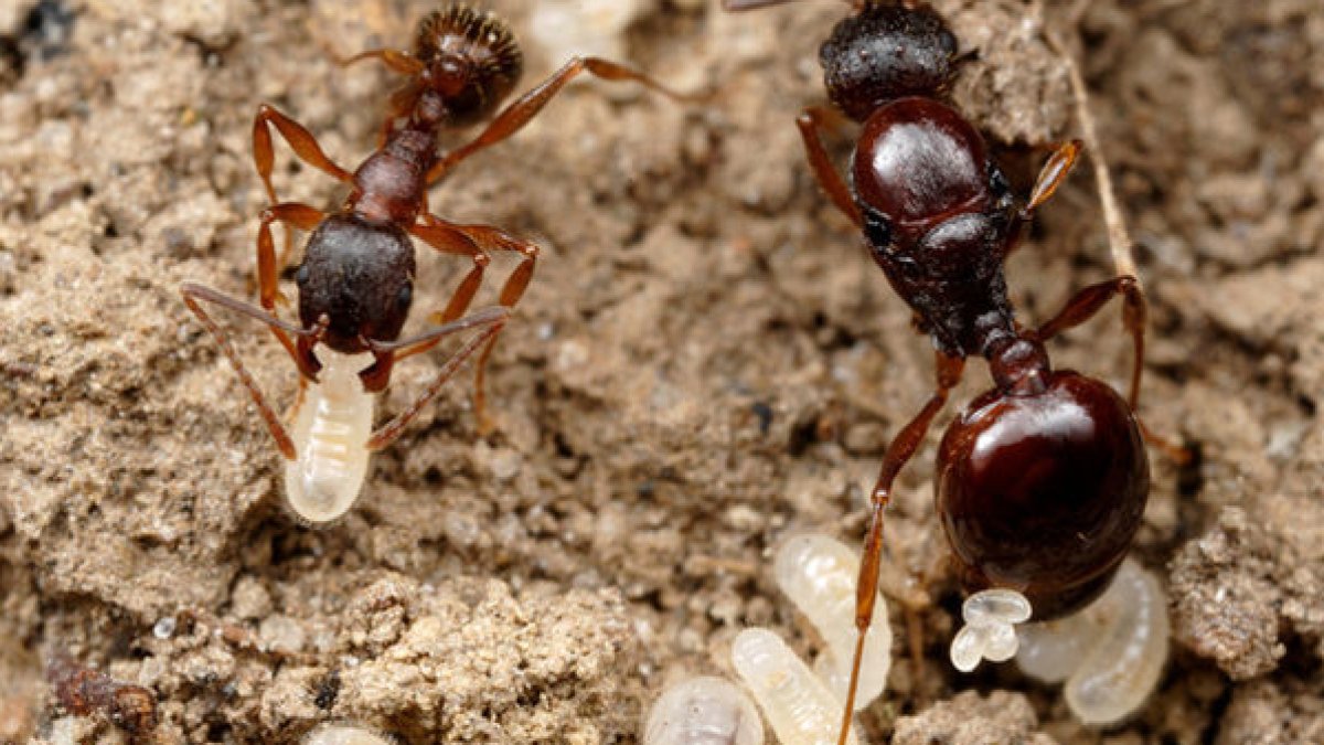 Куколки муравьев. Escamoles яйца муравьёв. Потомство муравьев. Детеныши муравьев.