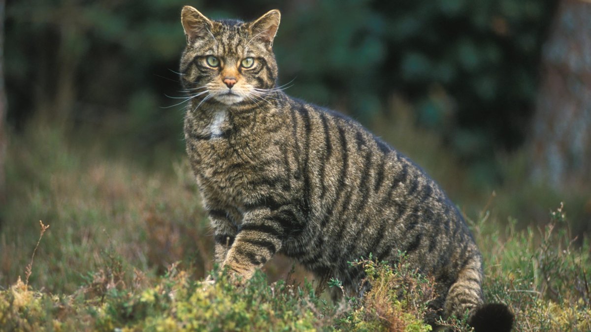 En çok kedi öldüren çocuğa para ödülü! Skandal yarışmaya tepki yağdı