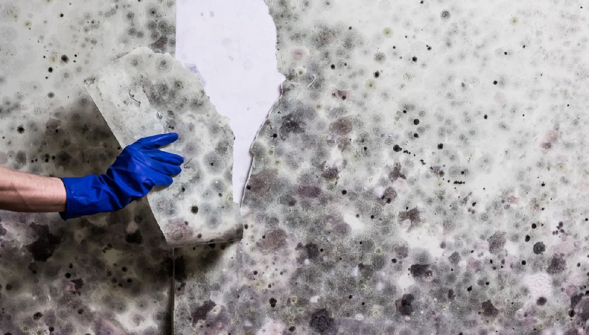 Evinizdeki küf lekelerinden 5 dakikada kurtulun! Bu tarif ile boyaya gerek kalmıyor: Paranız cebinize kalsın