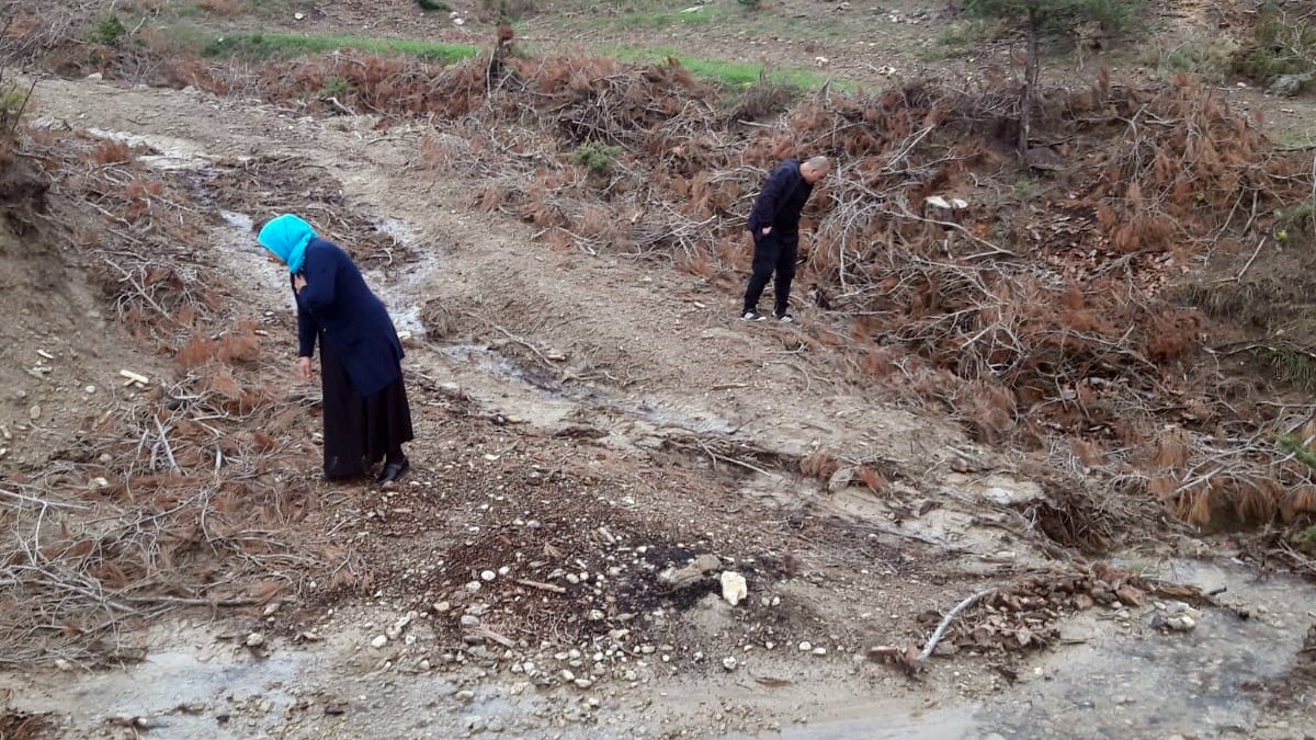 Yağmur yağınca ormana akın ettiler! Bölgede nadir görülüyor, kilosu 500 lira