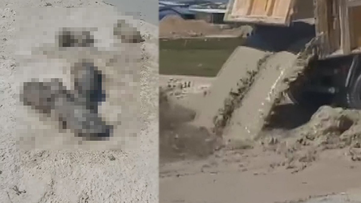 'Vicdansızlık' yine sahnede! Yavru köpeklerin üzerine beton suyu döktü