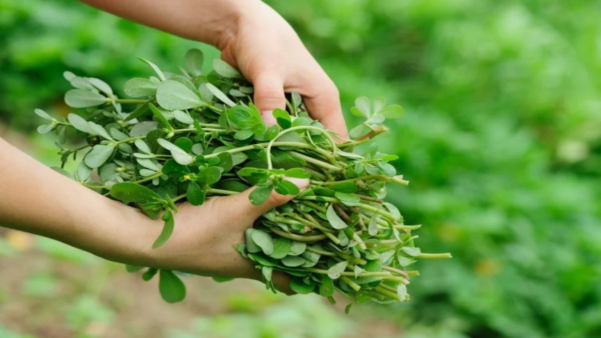 Semiz Otu: Sağlık İçin İnanılmaz Faydaları