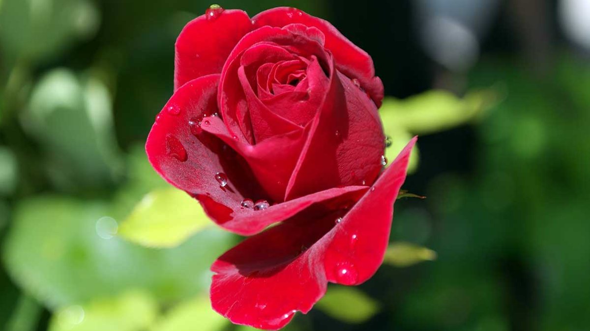 Rüyada Kırmızı Gül Görmek: Anlamı ve Yorumu