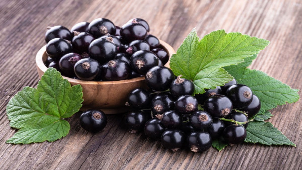 Frenk Üzümünün Faydaları: Bağışıklık Sistemini Güçlendiren Muhteşem Meyve