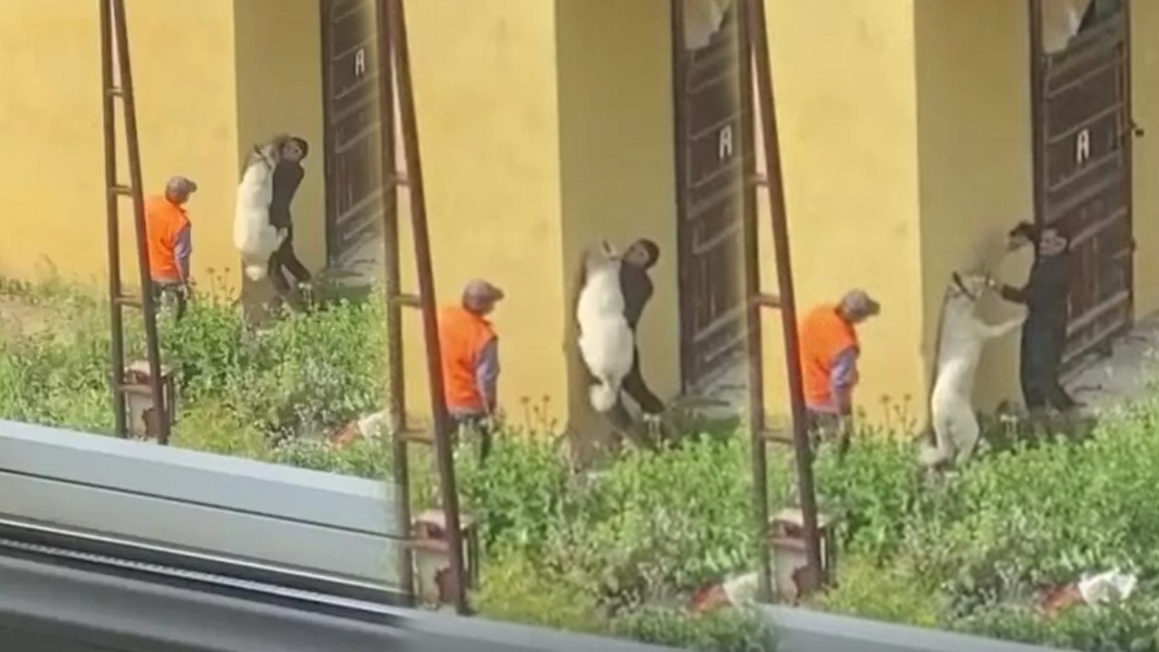 Köpeğe işkence anbean kamerada: Biri işkence etti diğeri sadece izledi