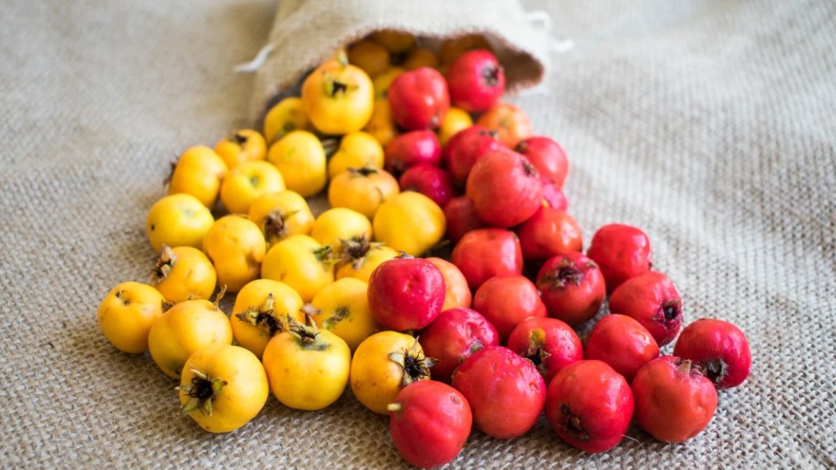 Alıç Meyvesi: Faydaları ve Kullanım Alanları