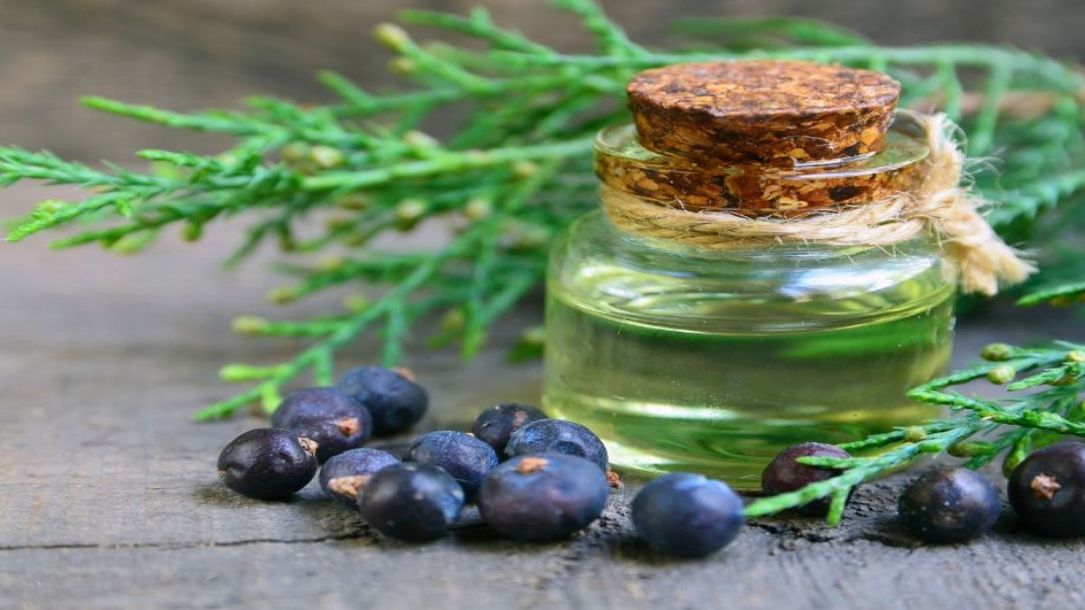 Ardıç Yağı: Faydaları, Kullanımı ve Yan Etkileri