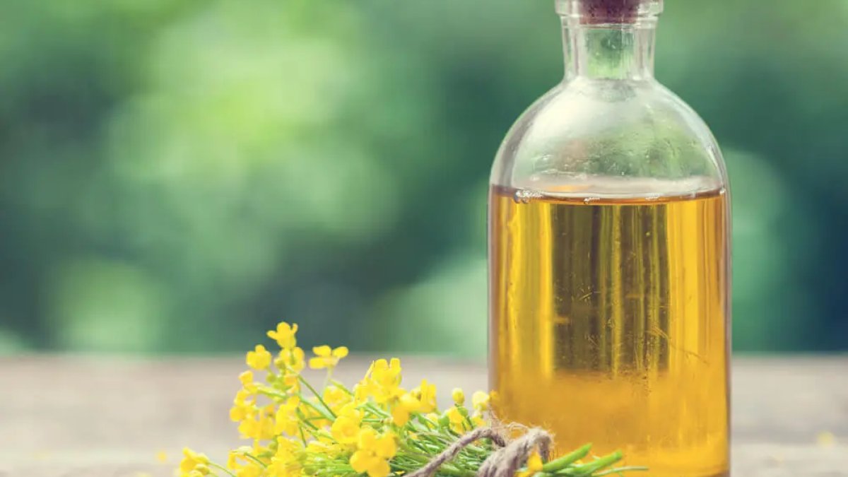 Kanola Yağı Nedir? Faydaları, Zararları ve Kullanım Alanları