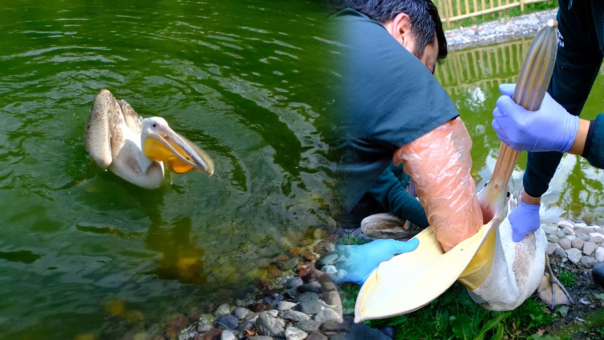 Midesinden öyle bir şey çıktı ki! Müdahale eden ekipler ne yapacağını bilemedi