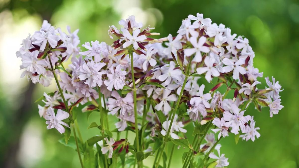 Çöven Otu: Türkiye'nin İlaç Deposu