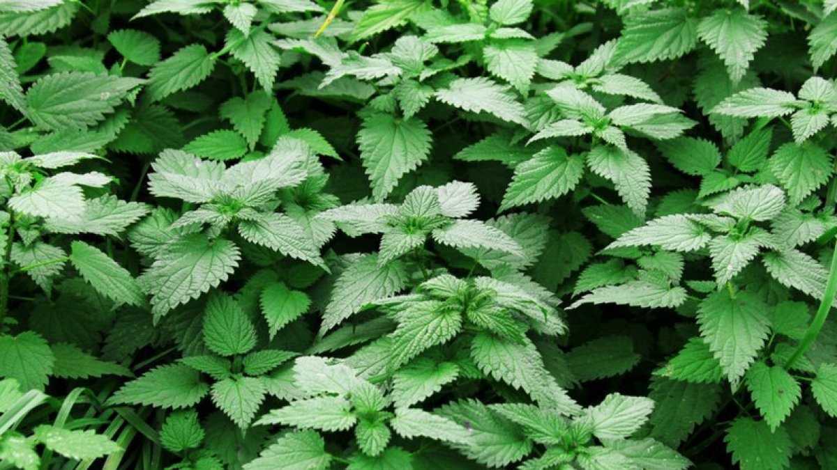 Isırgan Otu: Doğal ve Etkili Bir Şifa Kaynağı