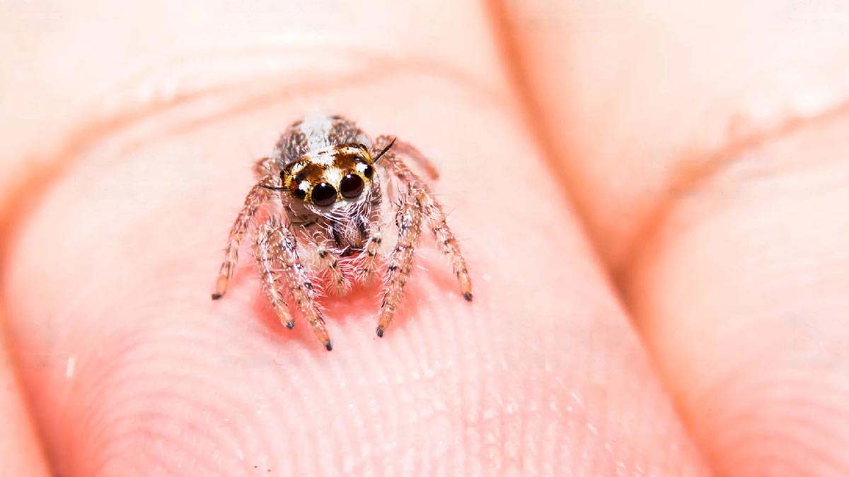 Örümceklerle ilgili gerçek ortaya çıktı! Öğrenince çok şaşıracaksınız