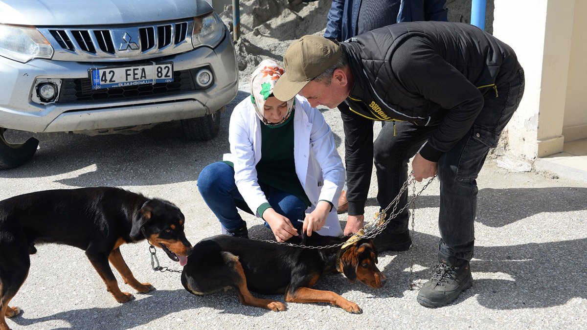 Bozüyük'te ücretsiz kuduz aşısı kampanyası