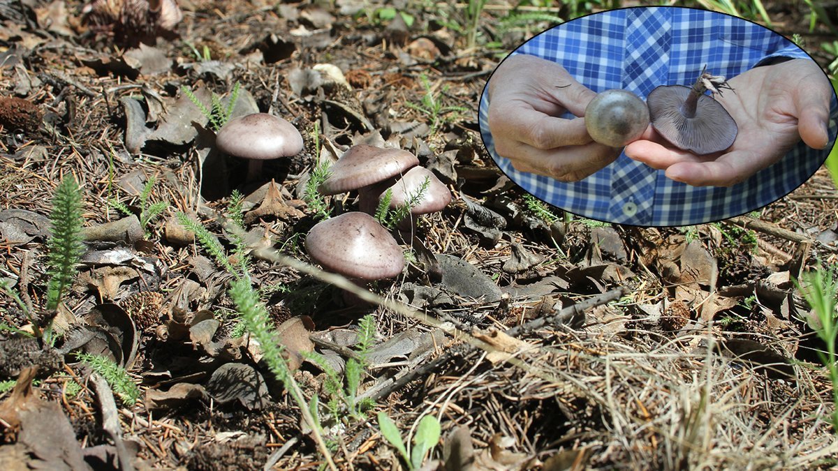 15 gün sonra kendisini gösterecek: 'Ölüm meleği'ne dikkat!