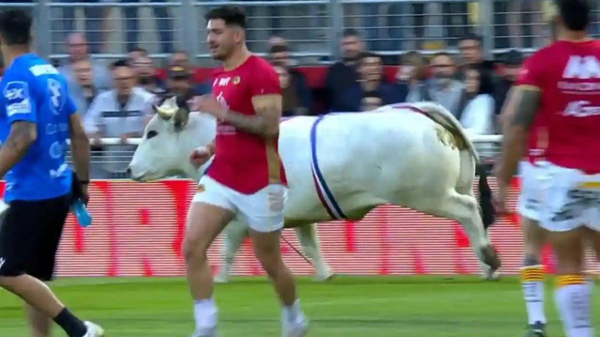 Sahaya giren boğa ortalığı karıştırdı! Oyuncular etrafa kaçışmaya başladı