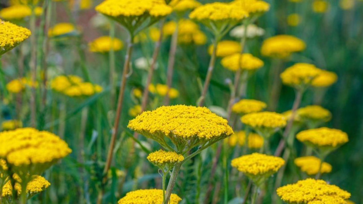 Civan Perçemi Faydaları: Doğal Bir Şifa Kaynağı