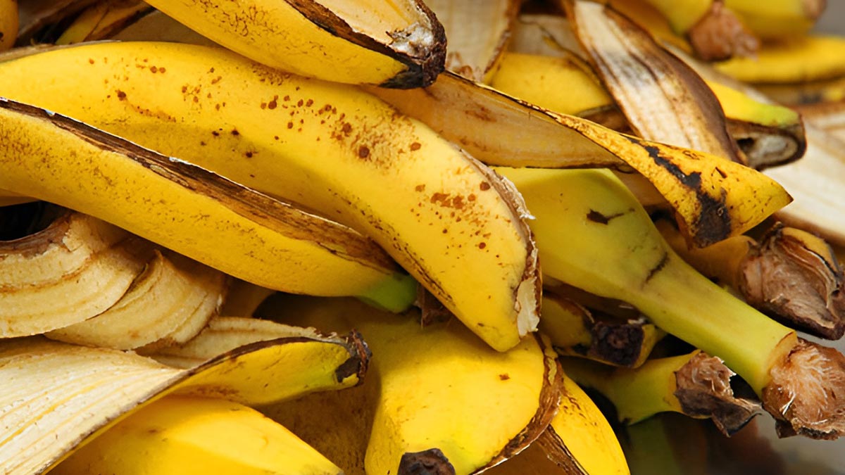 Faydasını öğrenince 'Keşke çöpe atmasaydım' diyeceksiniz! Muz kabuğunun kullanım alanlarını öğrenince çok şaşıracaksınız