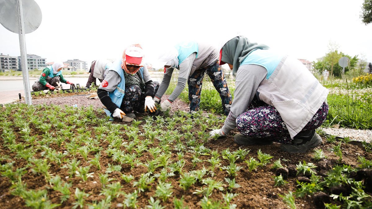 Mevsimlik çiçekler Merkezefendi’yi renklendirecek