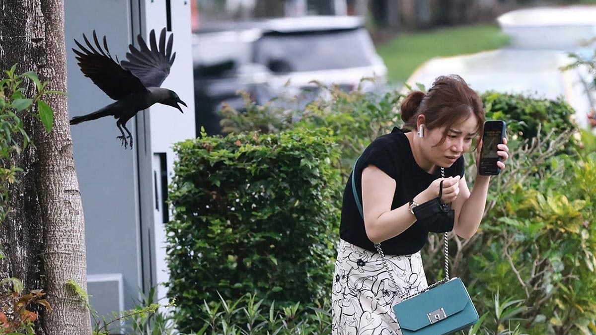 O kentte 'karga' terörü! İnsanlara travma yaşatıyorlar, polis sokakları ve caddeleri trafiğe kapattı