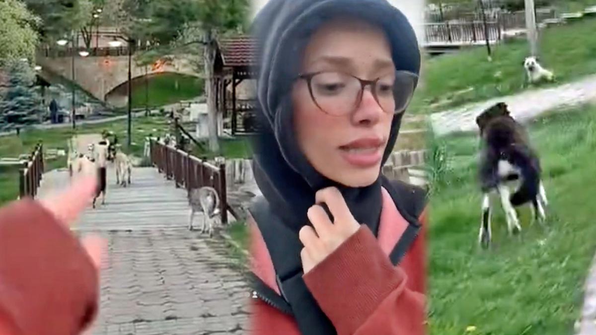 Saldırgan sokak köpeklerini uzaklaştıran kesin çözüm! Genç kız, hiçbir canlıya zarar vermeyen yöntemi buldu