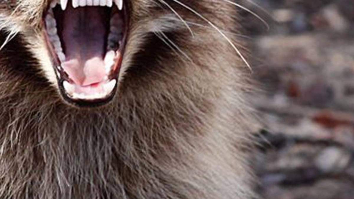 Bir bu eksikti! İstilaya başladılar... Gördükleri her şeye saldırıp paramparça ediyorlar