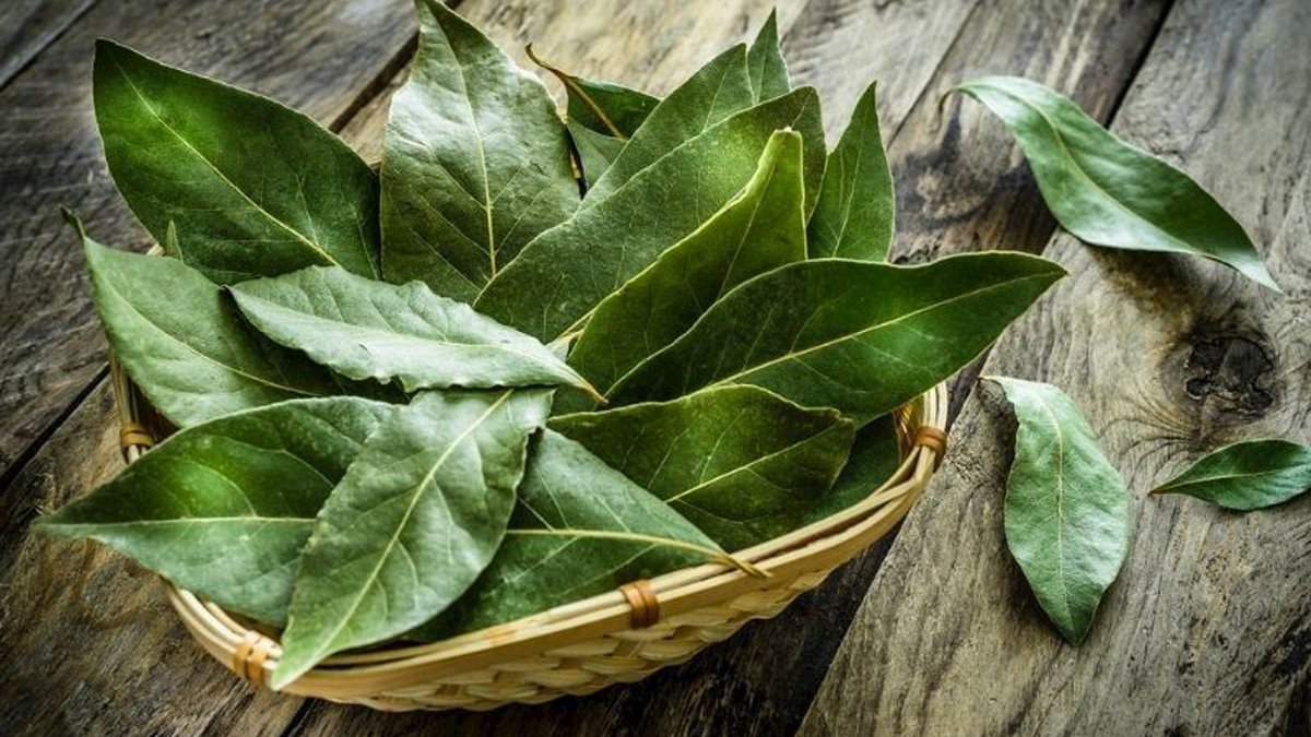 Evinizde defne yaprağını yakın mucizeye şahit olun! Öğrenen herkes denemeye koşuyor