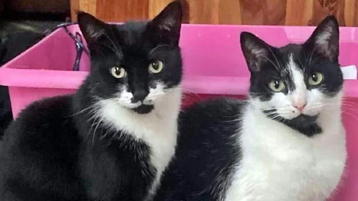 Bu kedi öyle bir suç işledi ki duyanlar inanamıyor! Sahibi çaresiz kaldı, sosyal medyadan yazdı