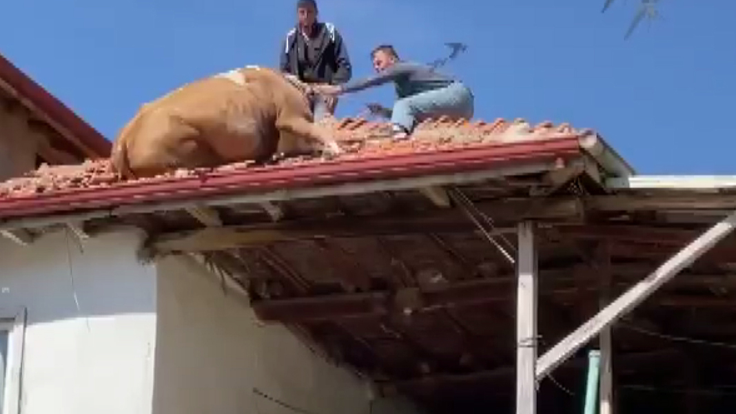 Afyon'da bir garip olay: İnek çatıya kaçtı, köylü ilginç yöntemle kurtardı
