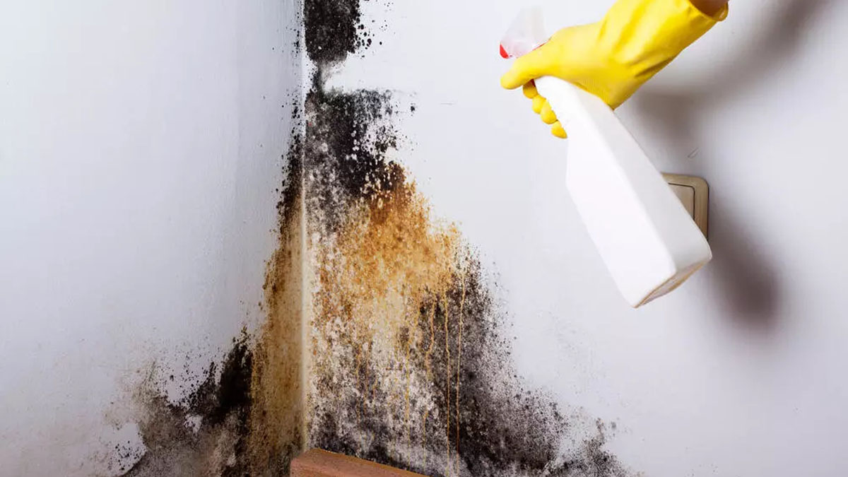 Duvarınızdaki küf lekeleri bu tarifle yok edin! Rutubet ve küf lekeleri tarihe karışıyor: Evinizin havasını temizleyecek formül