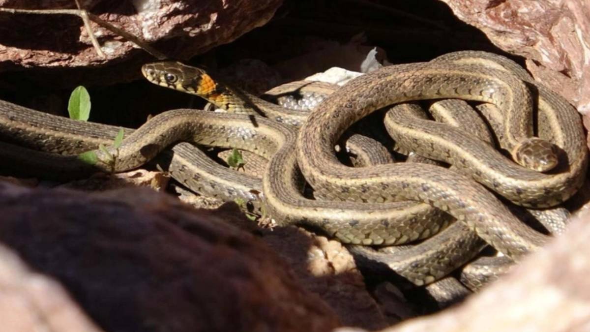 O ilimizde istila başladı! Yılanlar sürü halinde akına geçti: Görüntüleri görünce uykunuz kaçacak!