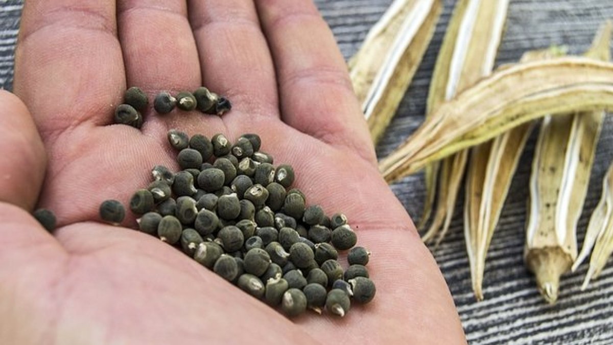 Bamya Tohumu: Mucizevi Sağlık Faydalarıyla Tanışın